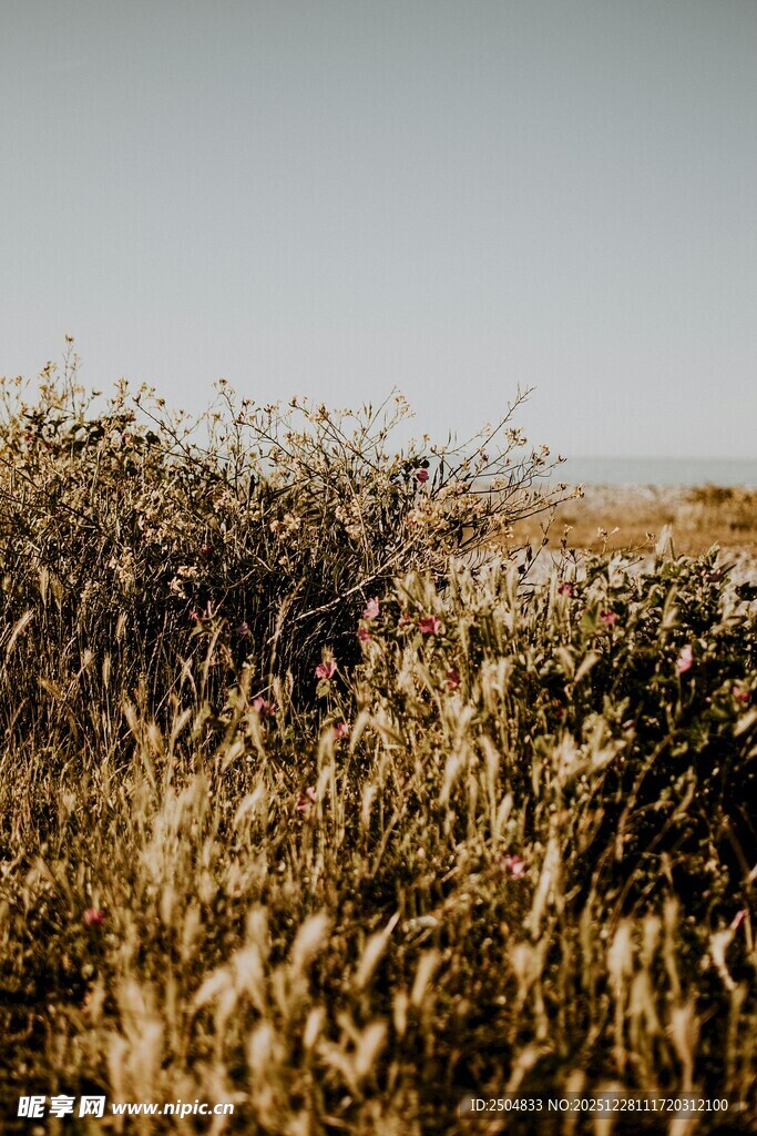 秋日旷野中的茂盛植被