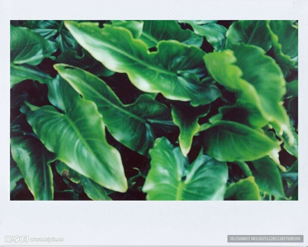翠绿宽大的热带绿植叶片