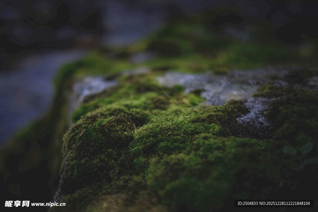 长满青苔的岩石特写