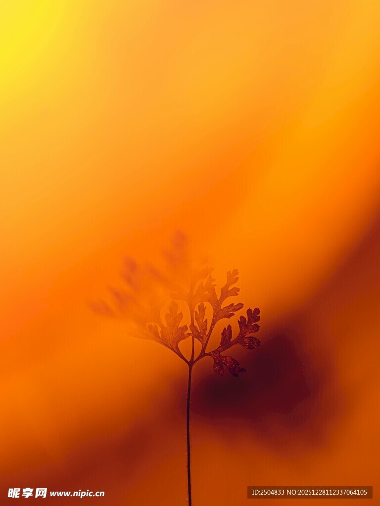 独株小花的梦幻光影