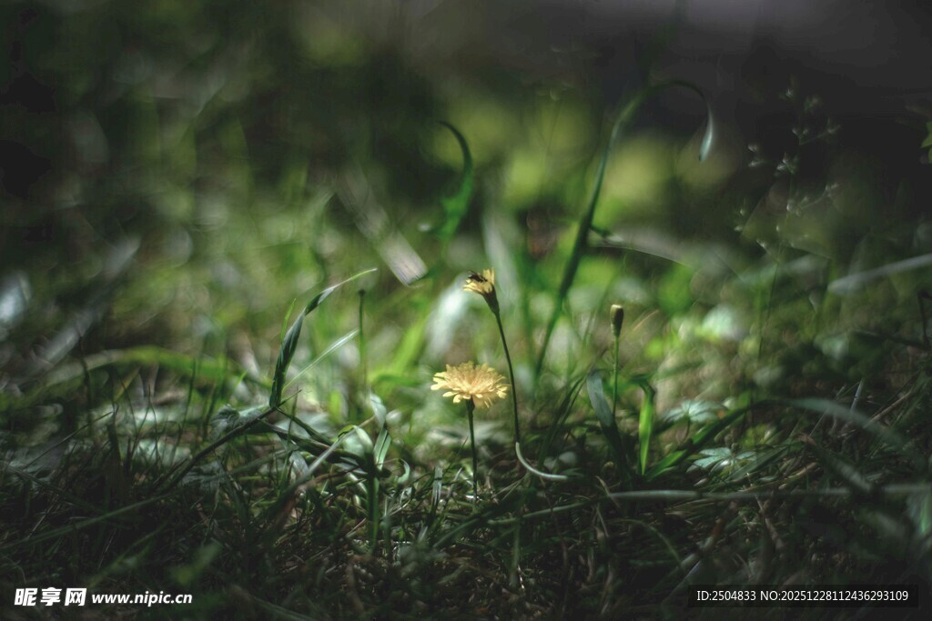 草地上的晶莹露珠