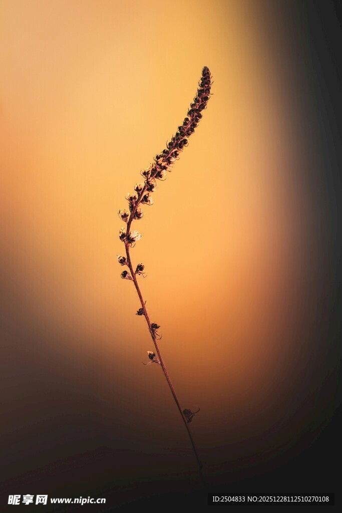 夕阳下的孤独植物