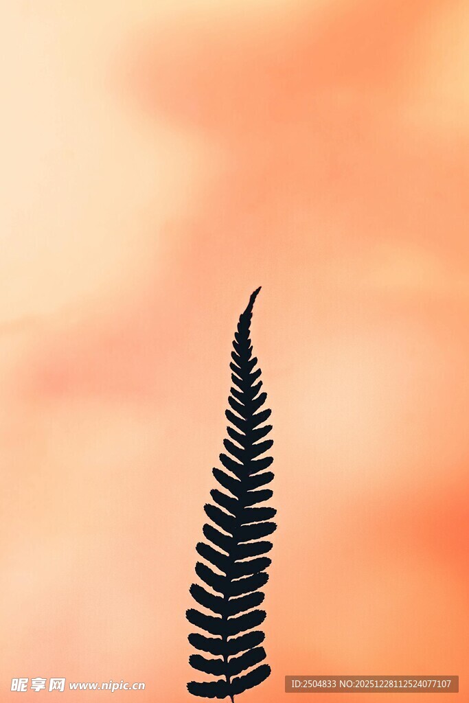 单支蕨叶映于橙粉天空