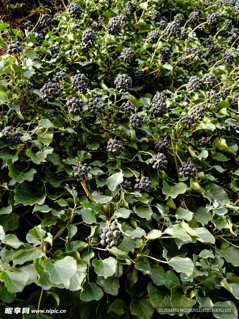 绿叶繁茂的植物景观