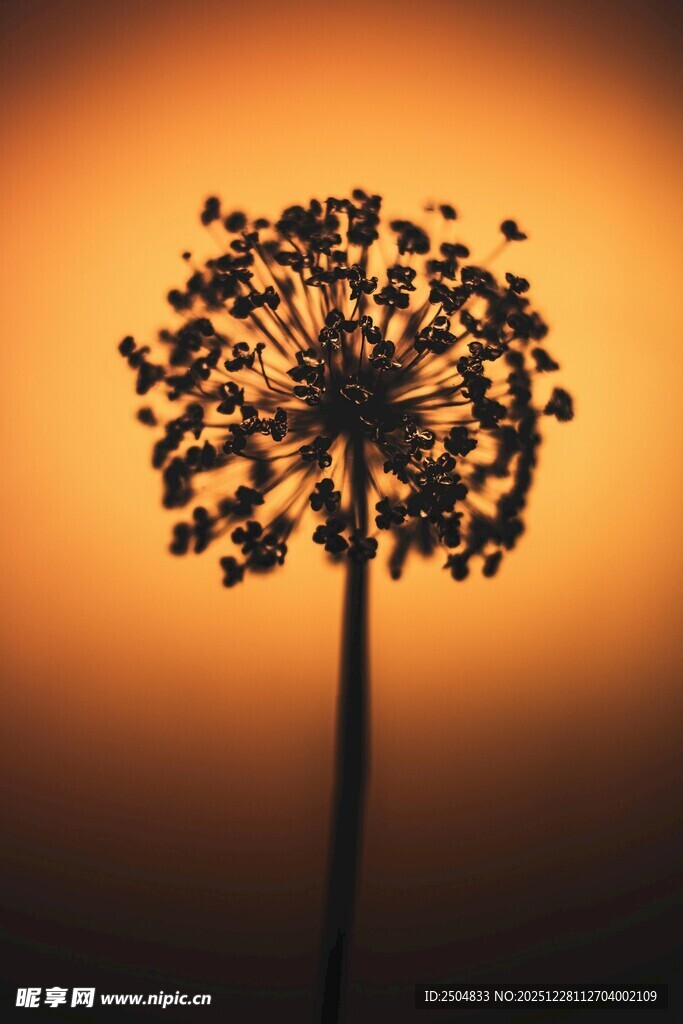 夕阳下的蒲公英剪影