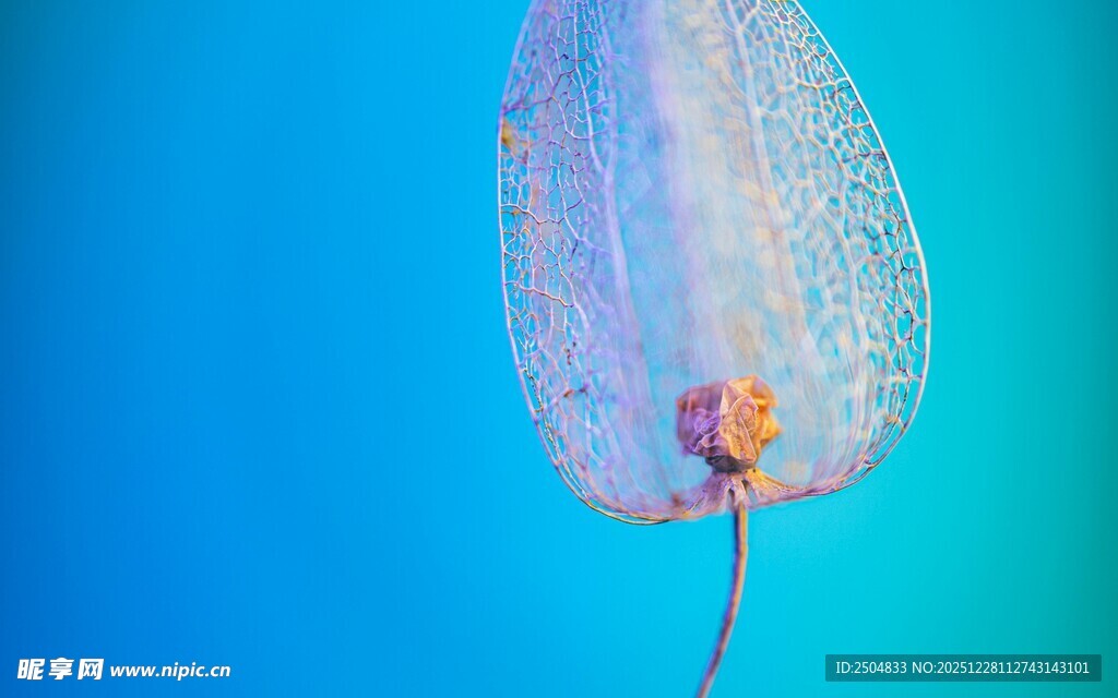 梦幻水母在蓝水中摇曳