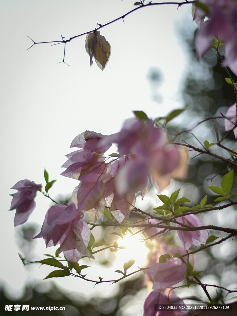 阳光下绽放的娇艳紫花