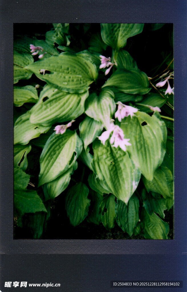 绿叶丛中的娇艳花朵