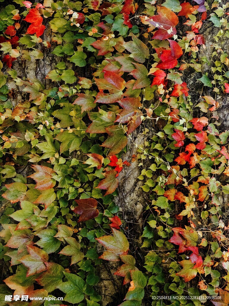 秋日红叶绿植交织美景