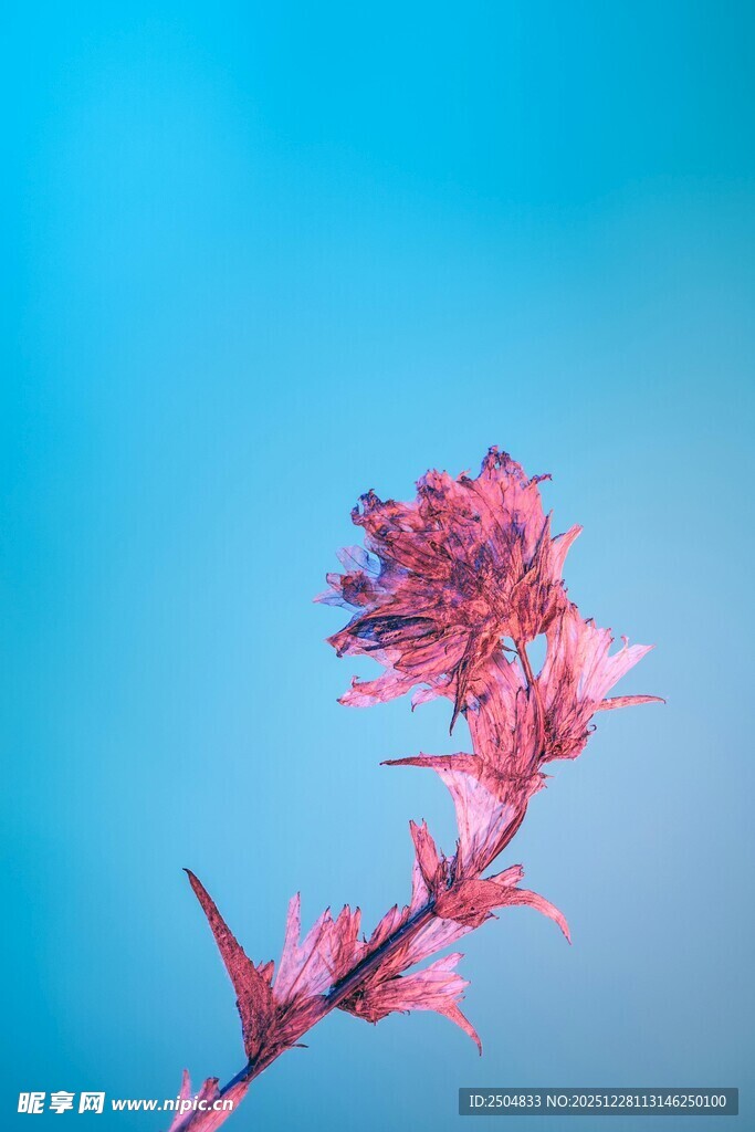 蓝天下的粉红花朵