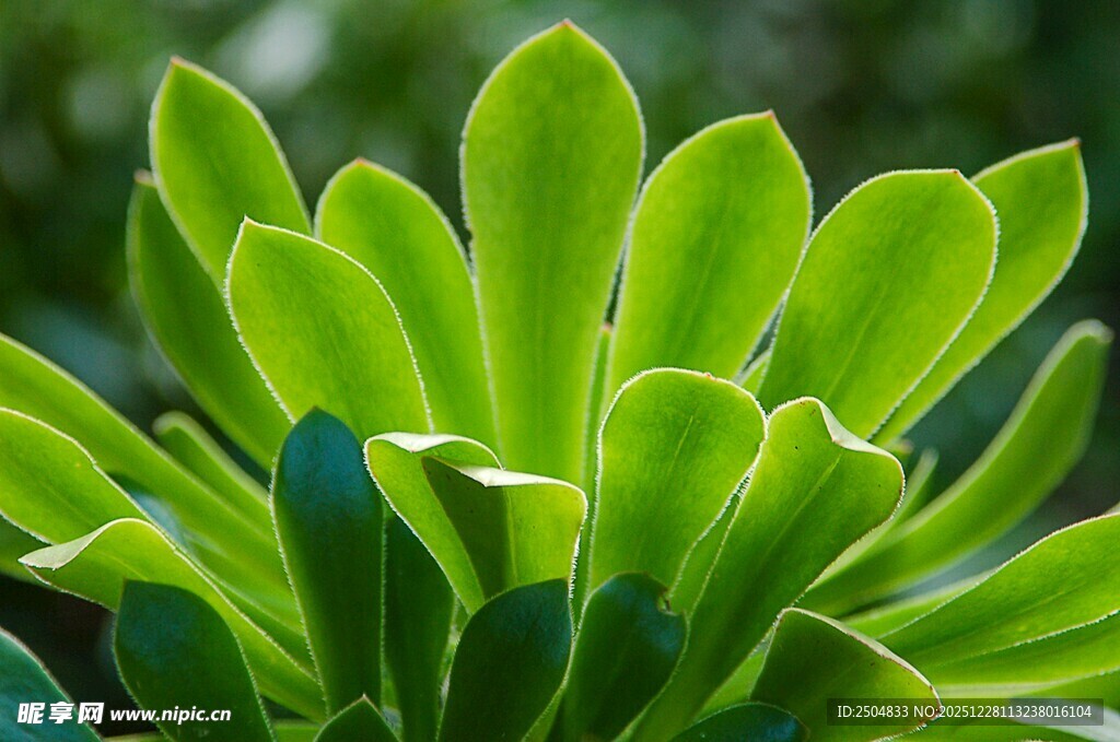 翠绿多肉植物特写