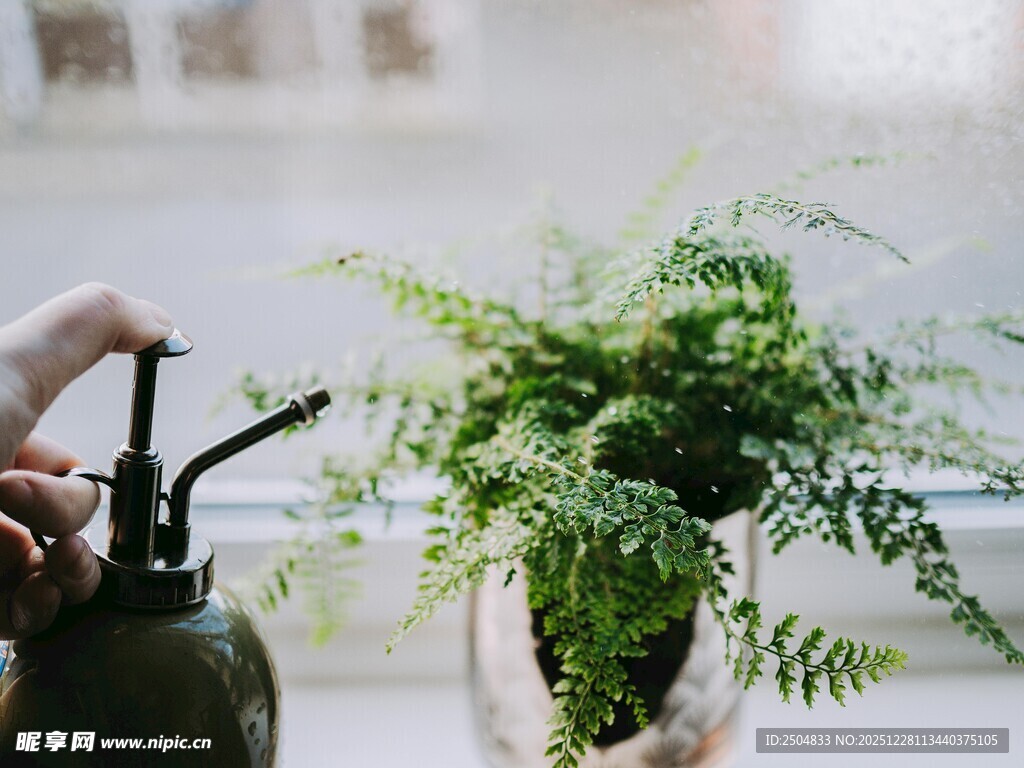 给绿植浇水的温馨瞬间