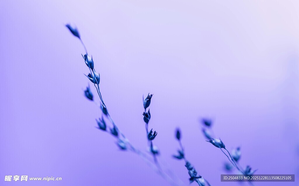 紫色花枝 清新自然景致