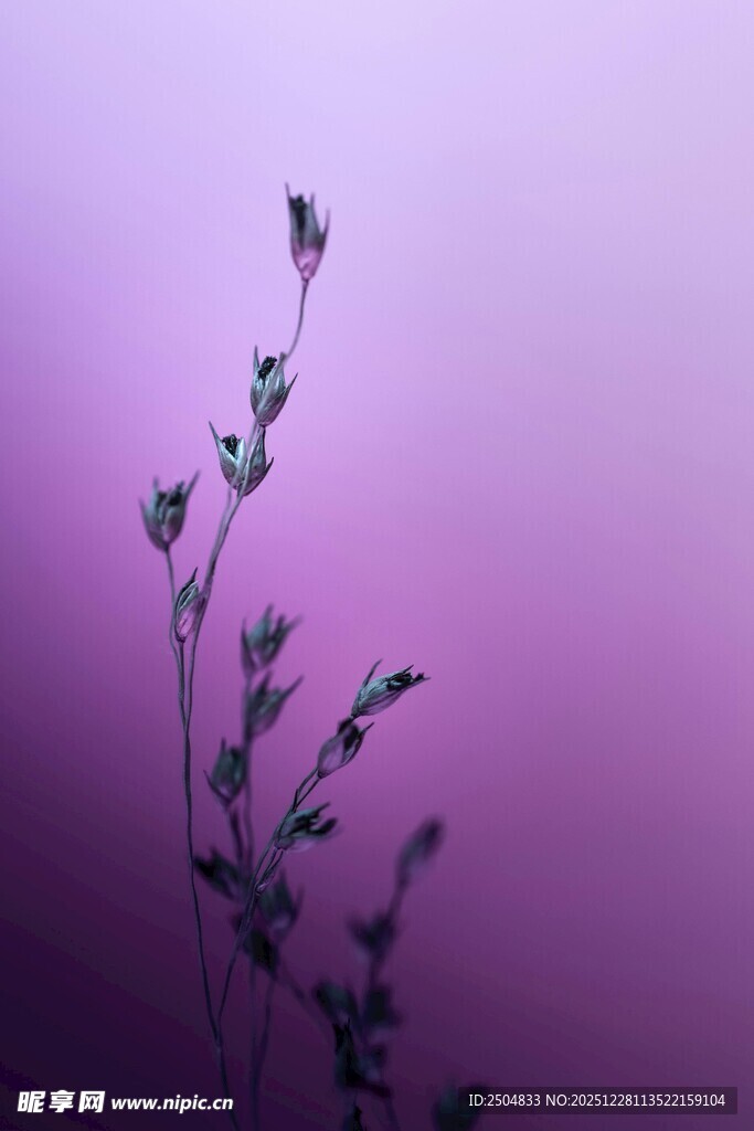 紫色背景下的植物剪影