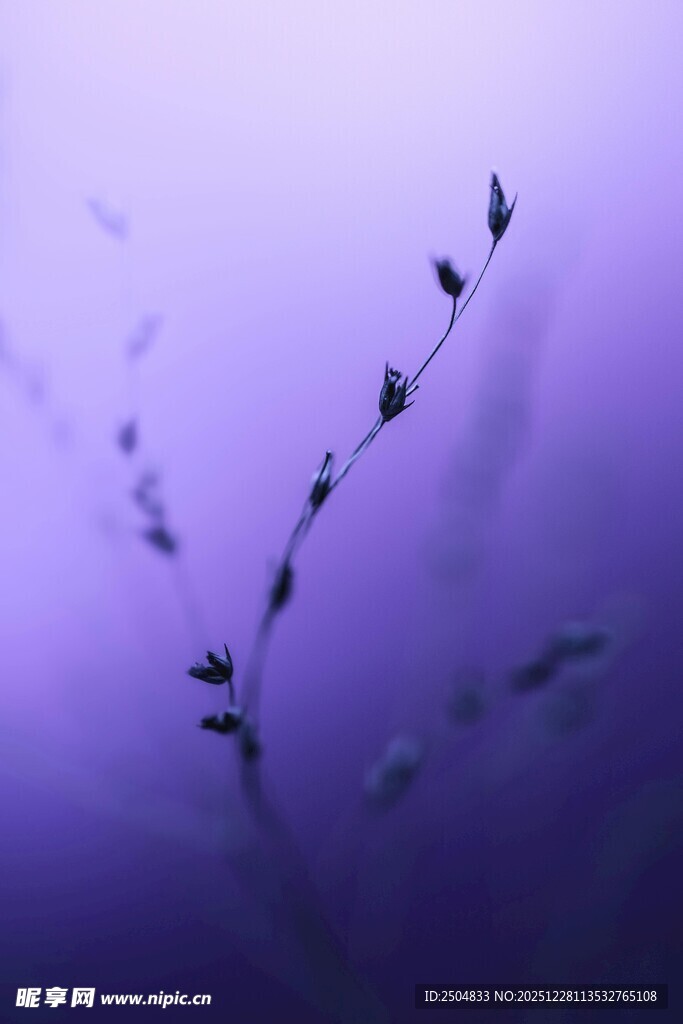 紫色背景下的纤细植物枝