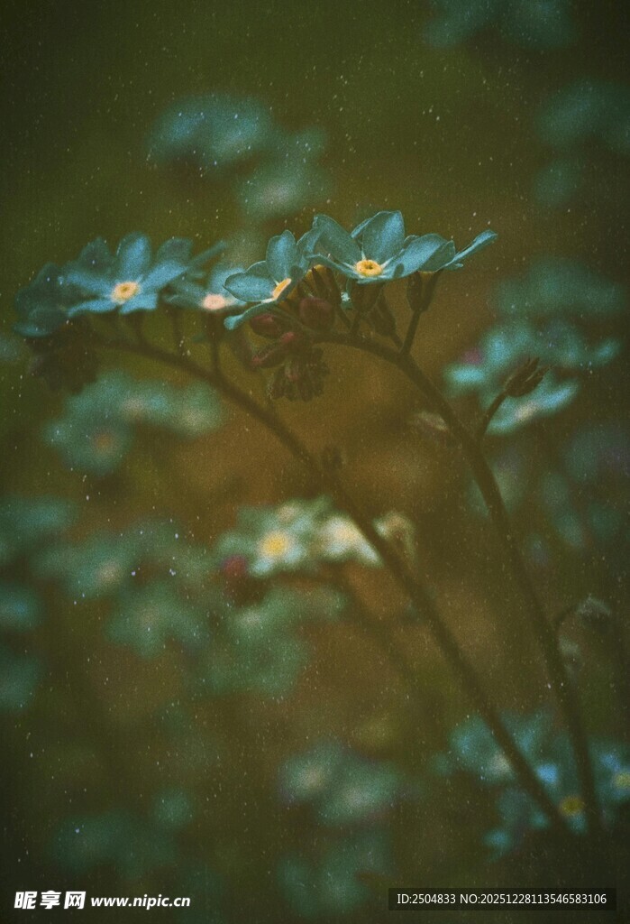 梦幻蓝紫色植物特写