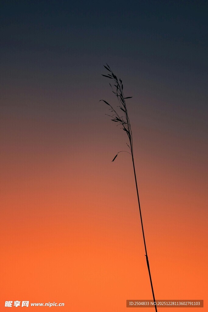 夕阳下的孤草