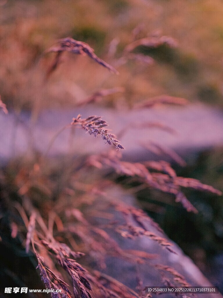 秋日风中摇曳的紫色草