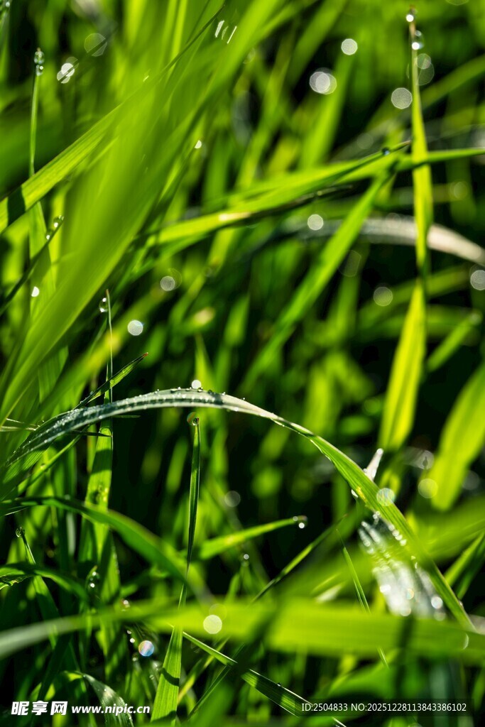 翠绿草丛中的清新景致