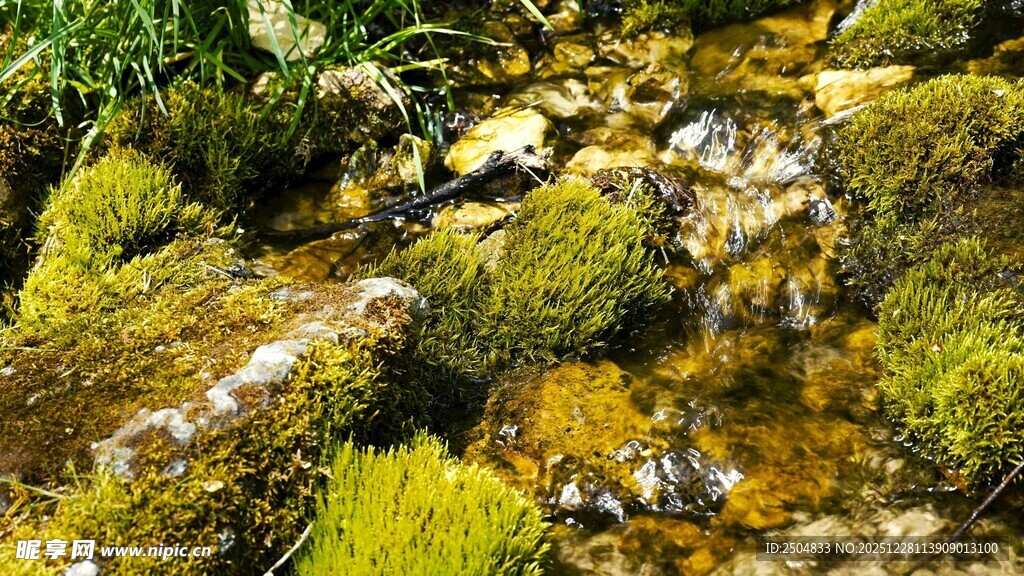 山间苔藓覆盖的潺潺溪流