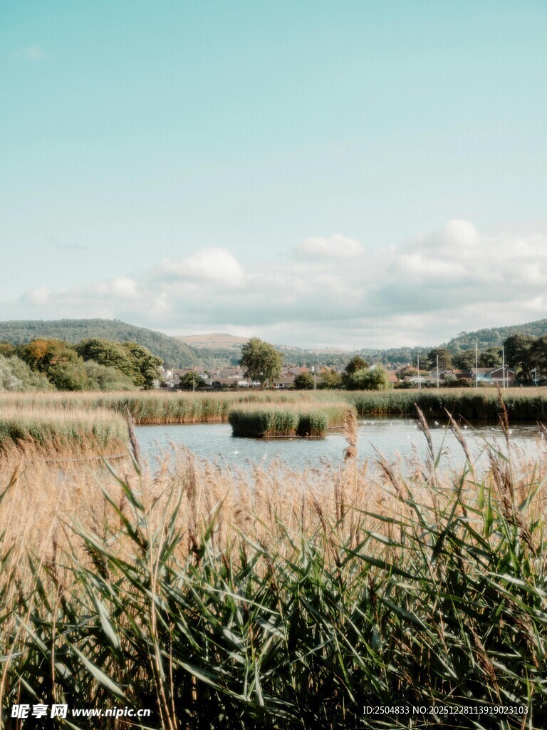 湖畔芦苇与远处山水景致