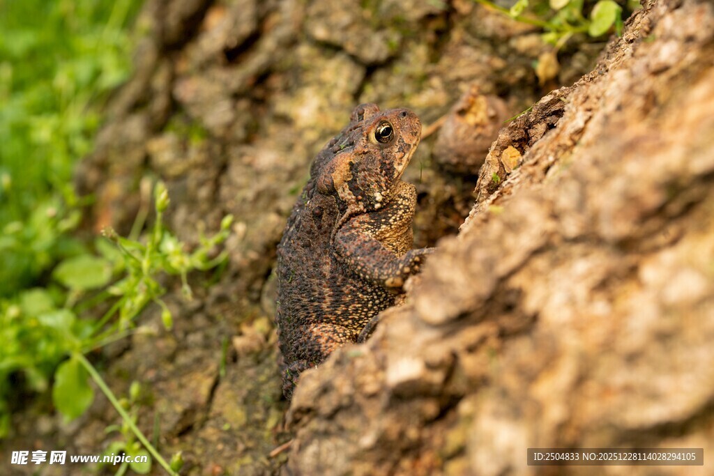 树干上的褐色昆虫与绿植