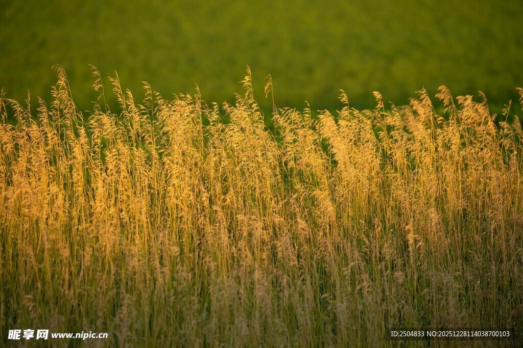 金色芦苇在绿背景中摇曳