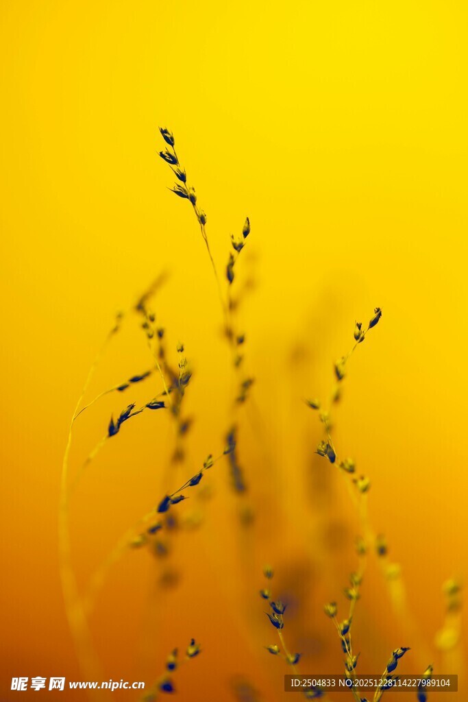 金色田野中的纤细草茎
