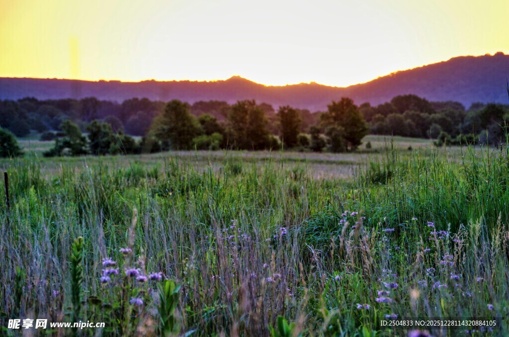 夕阳下的原野花海