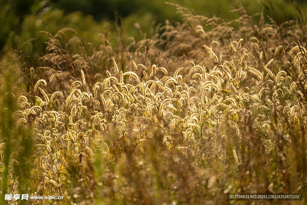 秋日金黄草丛美景