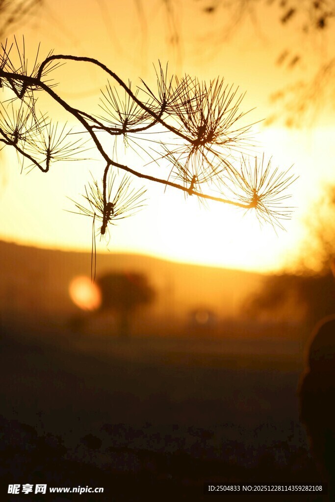 夕阳下的松枝剪影