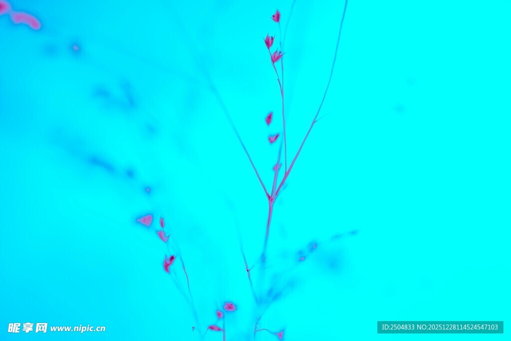 蓝背景下的纤细花枝
