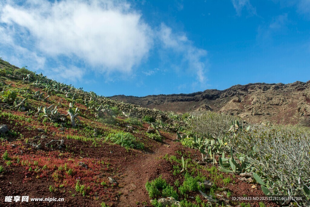 山间小径旁的繁茂绿植
