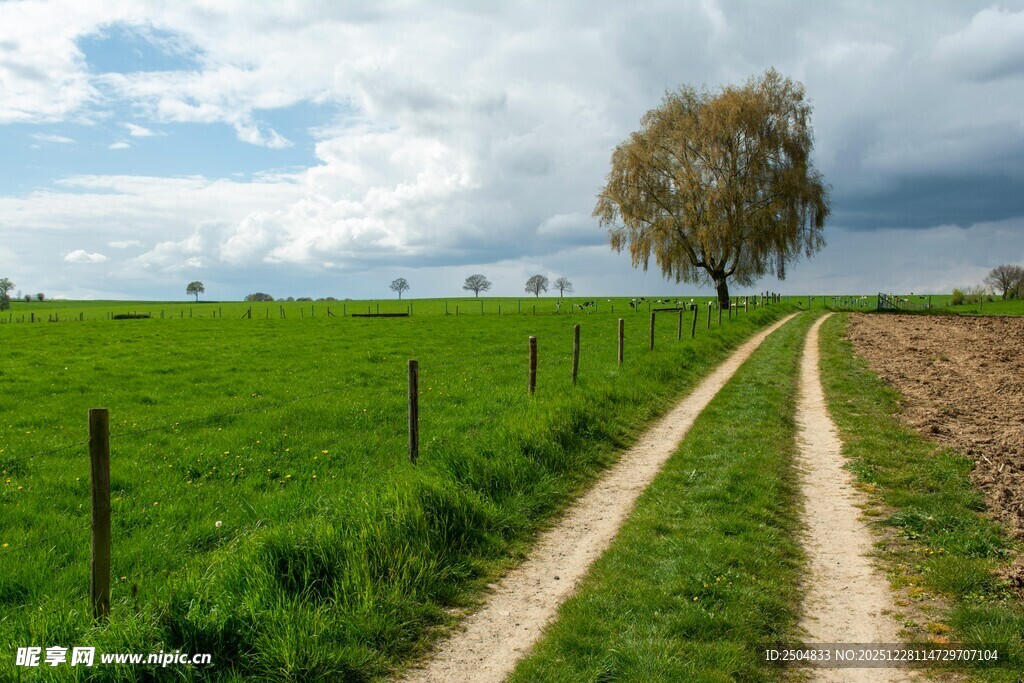 乡间小路 独树与绿野