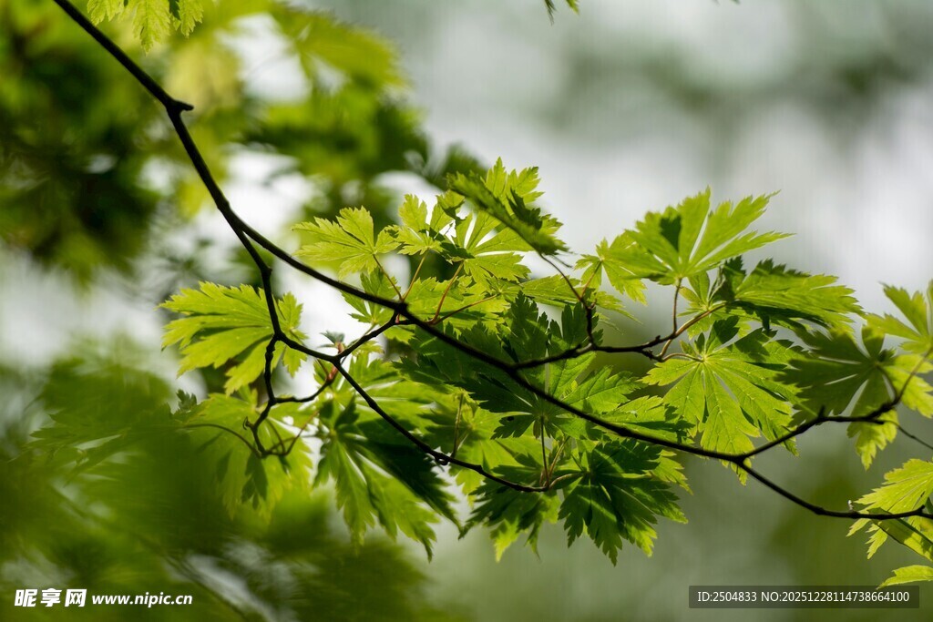 嫩绿枝叶展现盎然生机