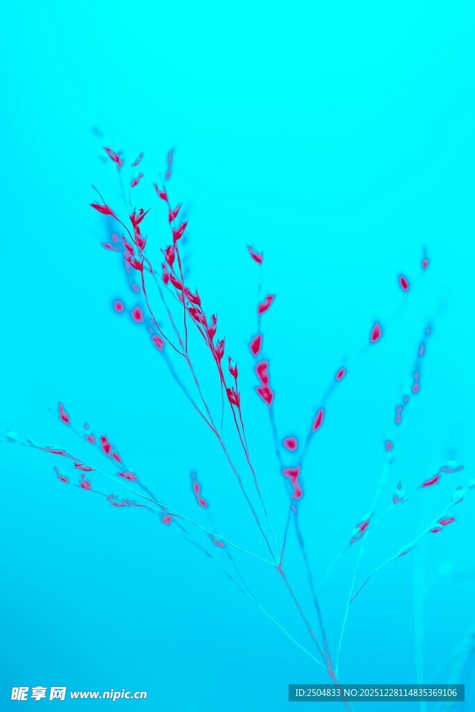 蓝背景下的紫色植物枝条