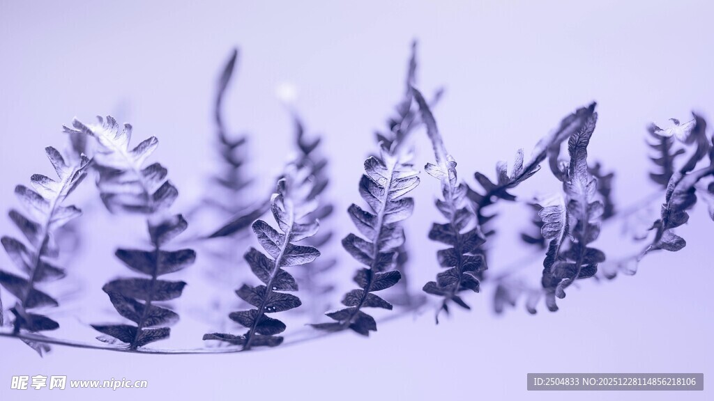 紫色植物枝叶排列图案