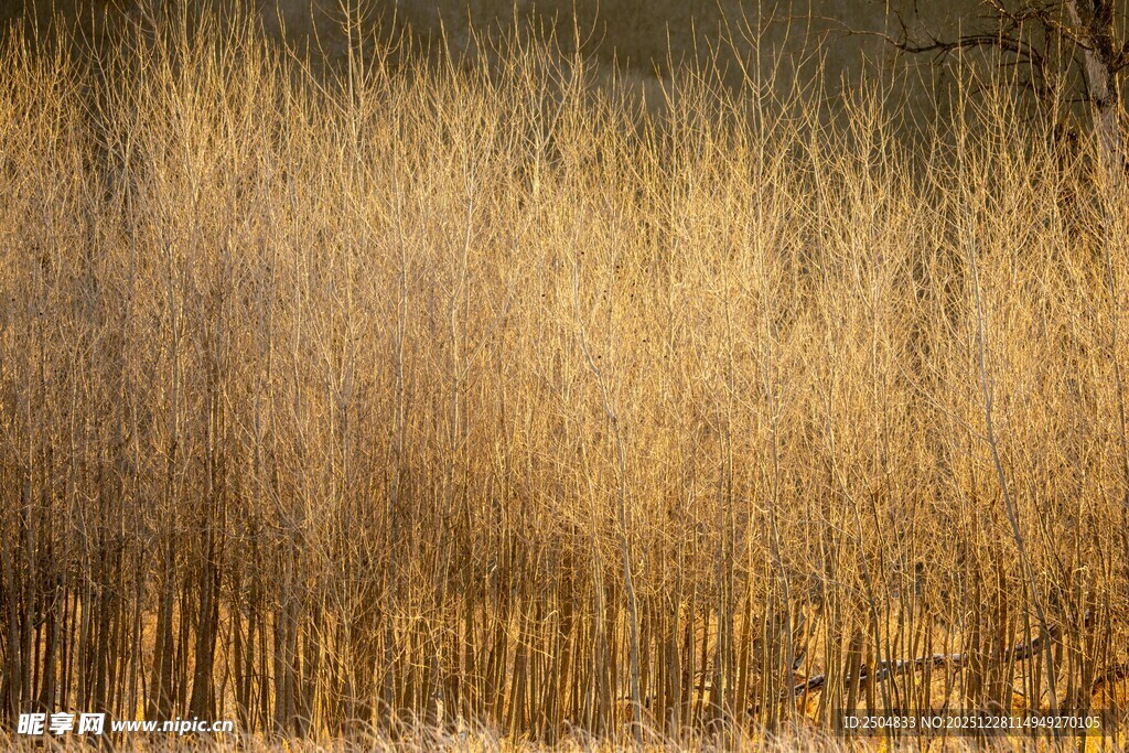 秋日芦苇荡美景