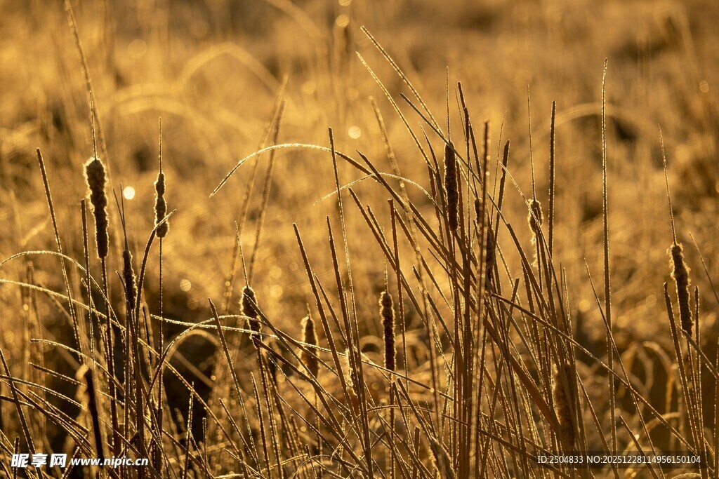 金色旷野中的细长草茎