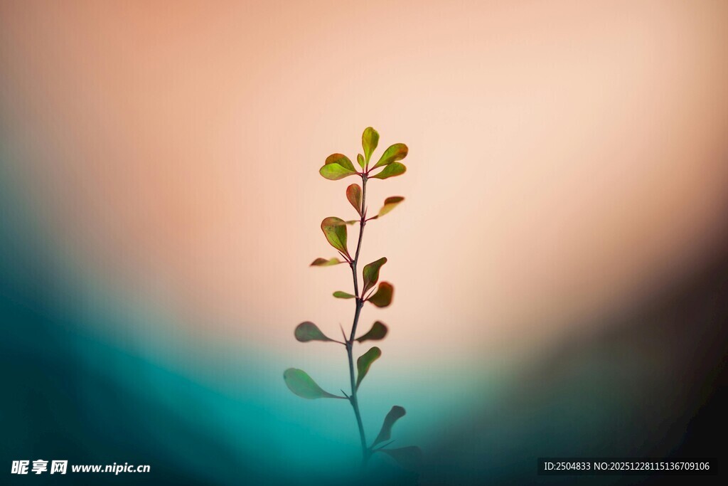 独株绿植 绽放生命之光