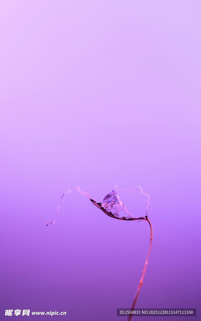 紫色背景下的独枝花朵