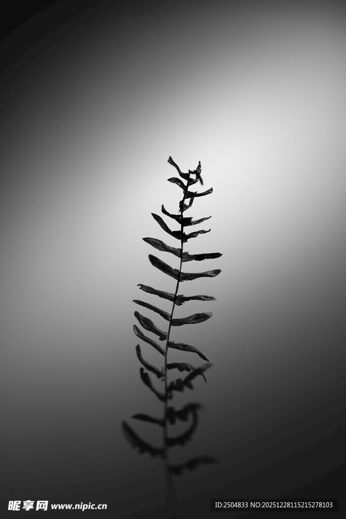 黑色蕨类植物剪影