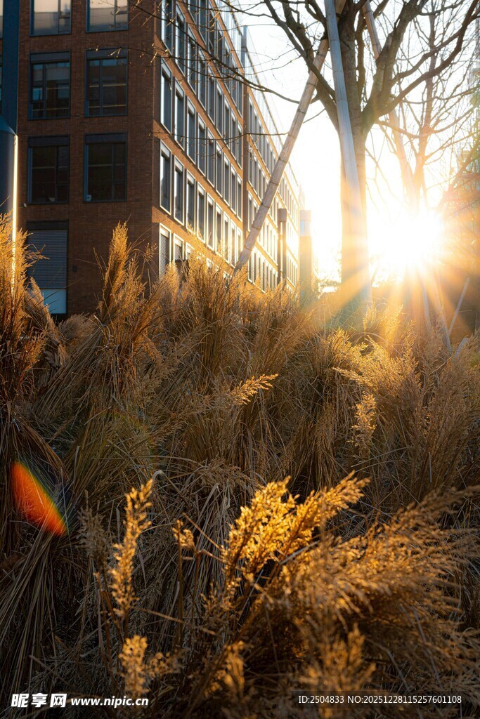 夕阳下的城市草木景观