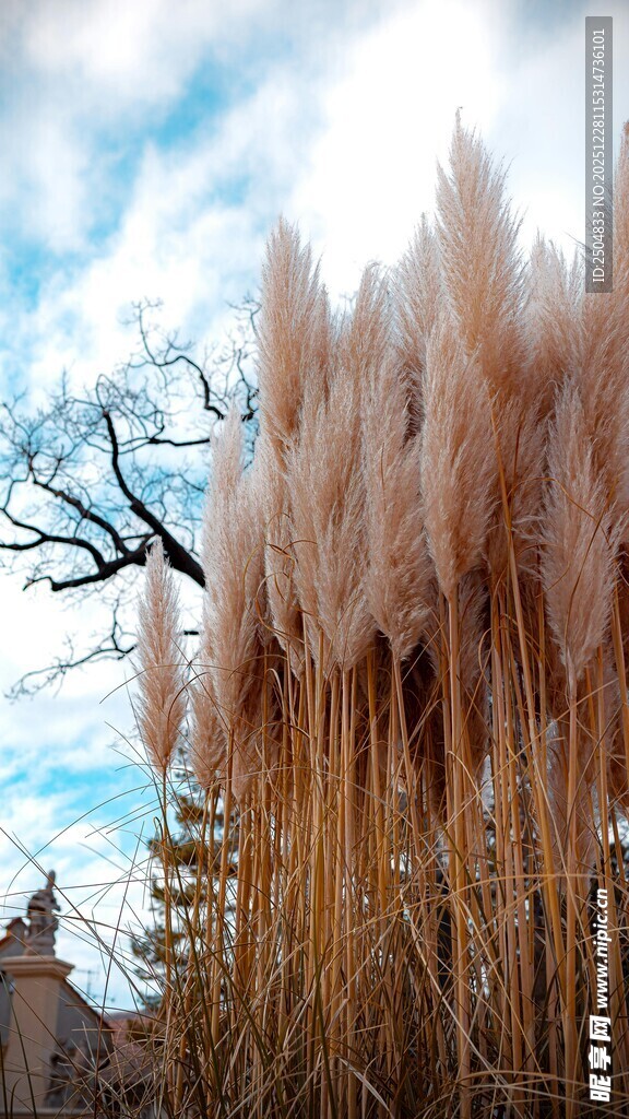 蓝天白云下的蒲苇景观