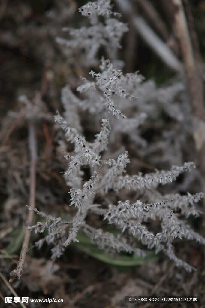 霜覆植物特写