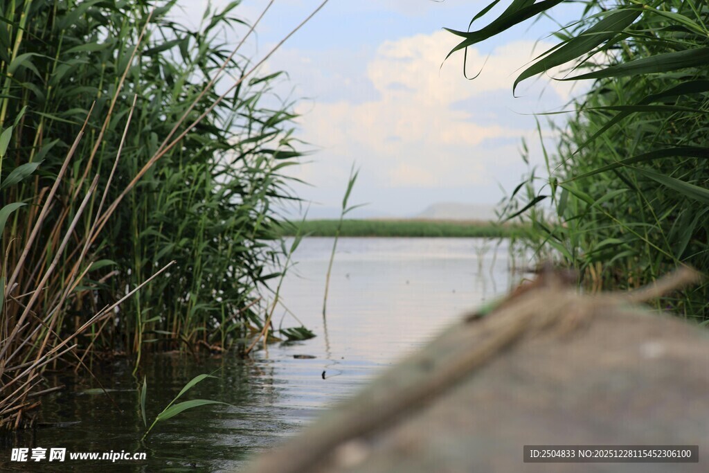 湖畔芦苇间的静谧风光