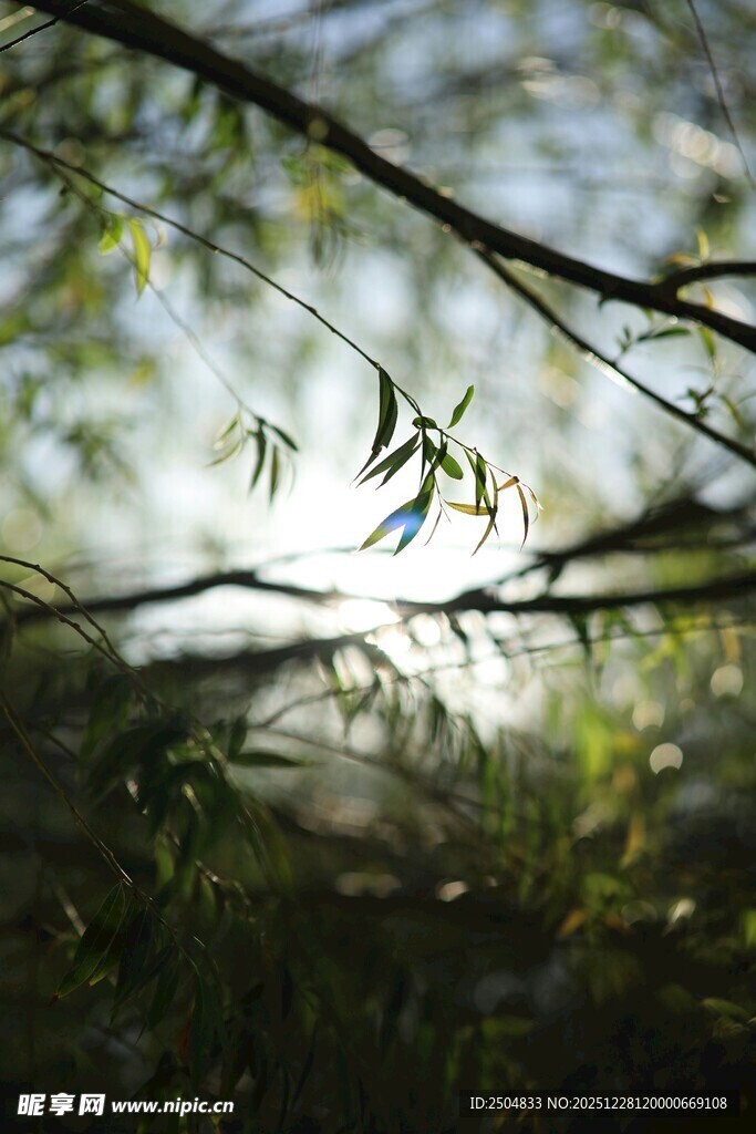 阳光透过枝叶的静谧景象