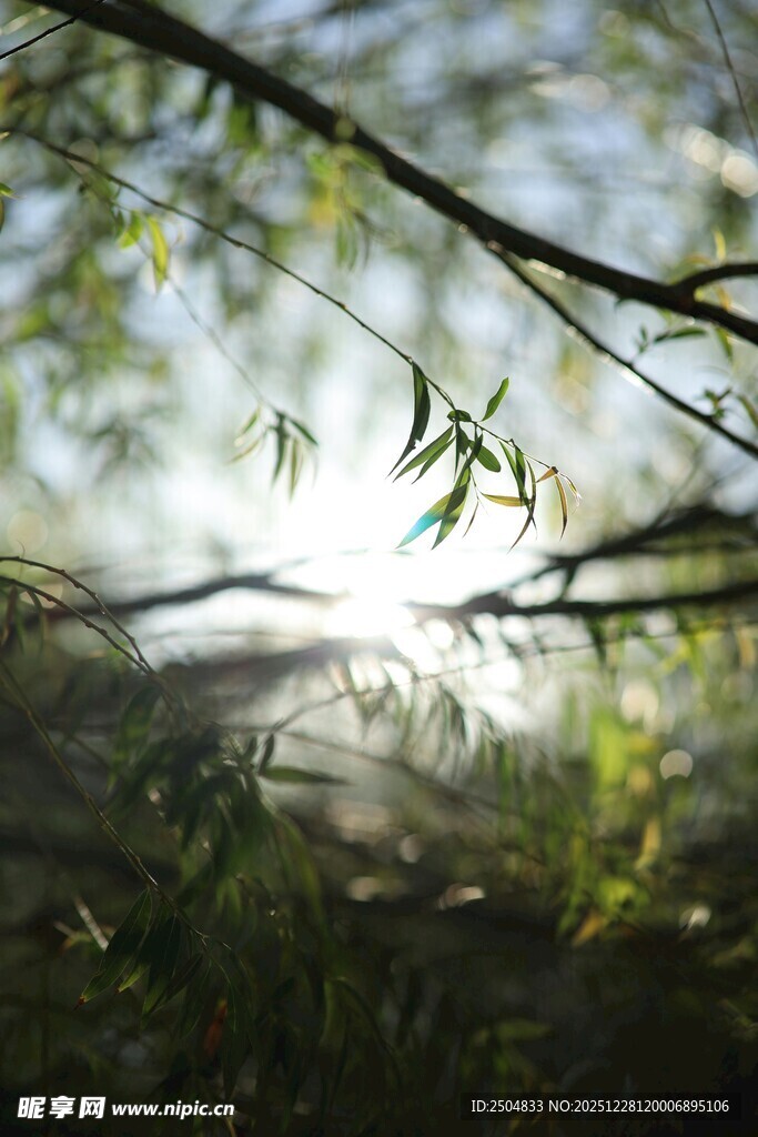 阳光透过柳枝洒下美景