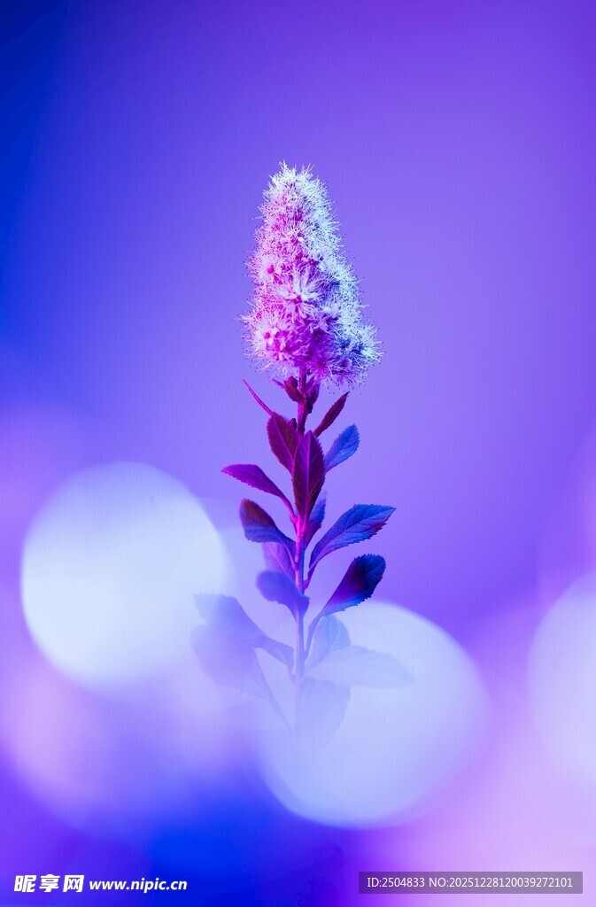 梦幻紫色花卉特写