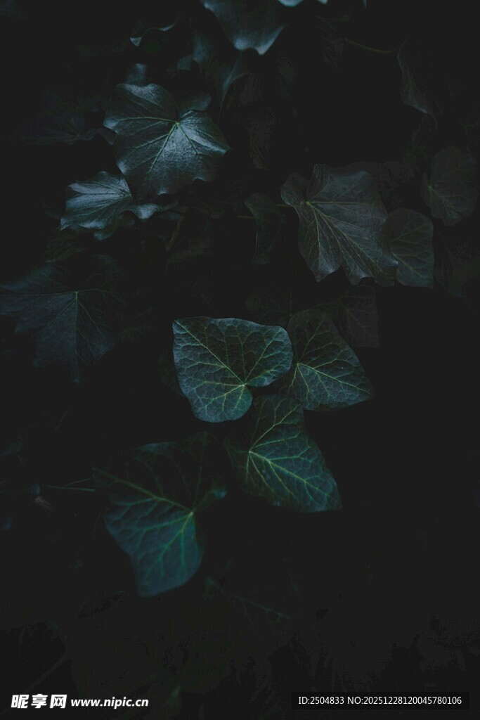 暗夜中的幽蓝花叶